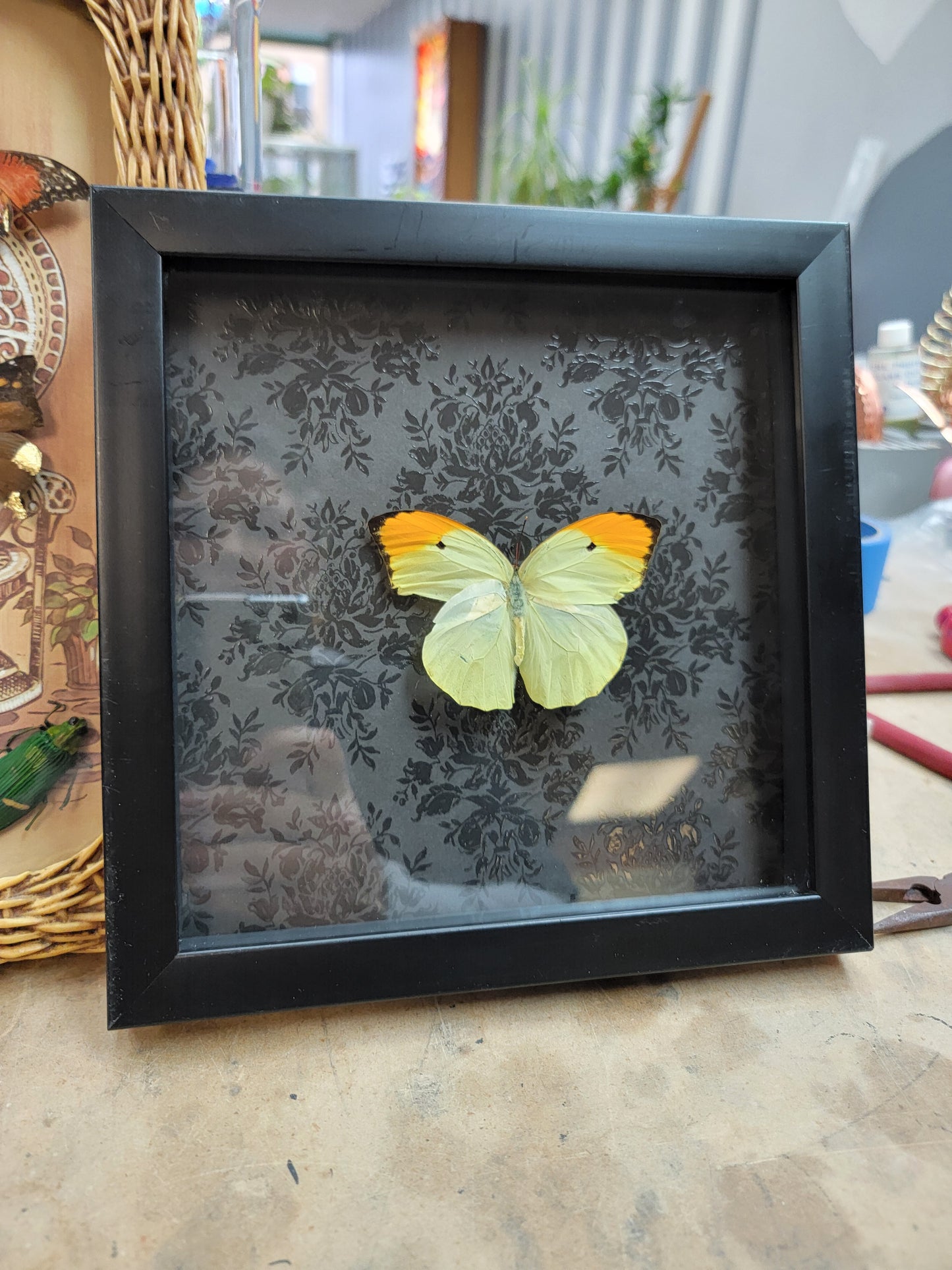 Shadowbox, Butterfly