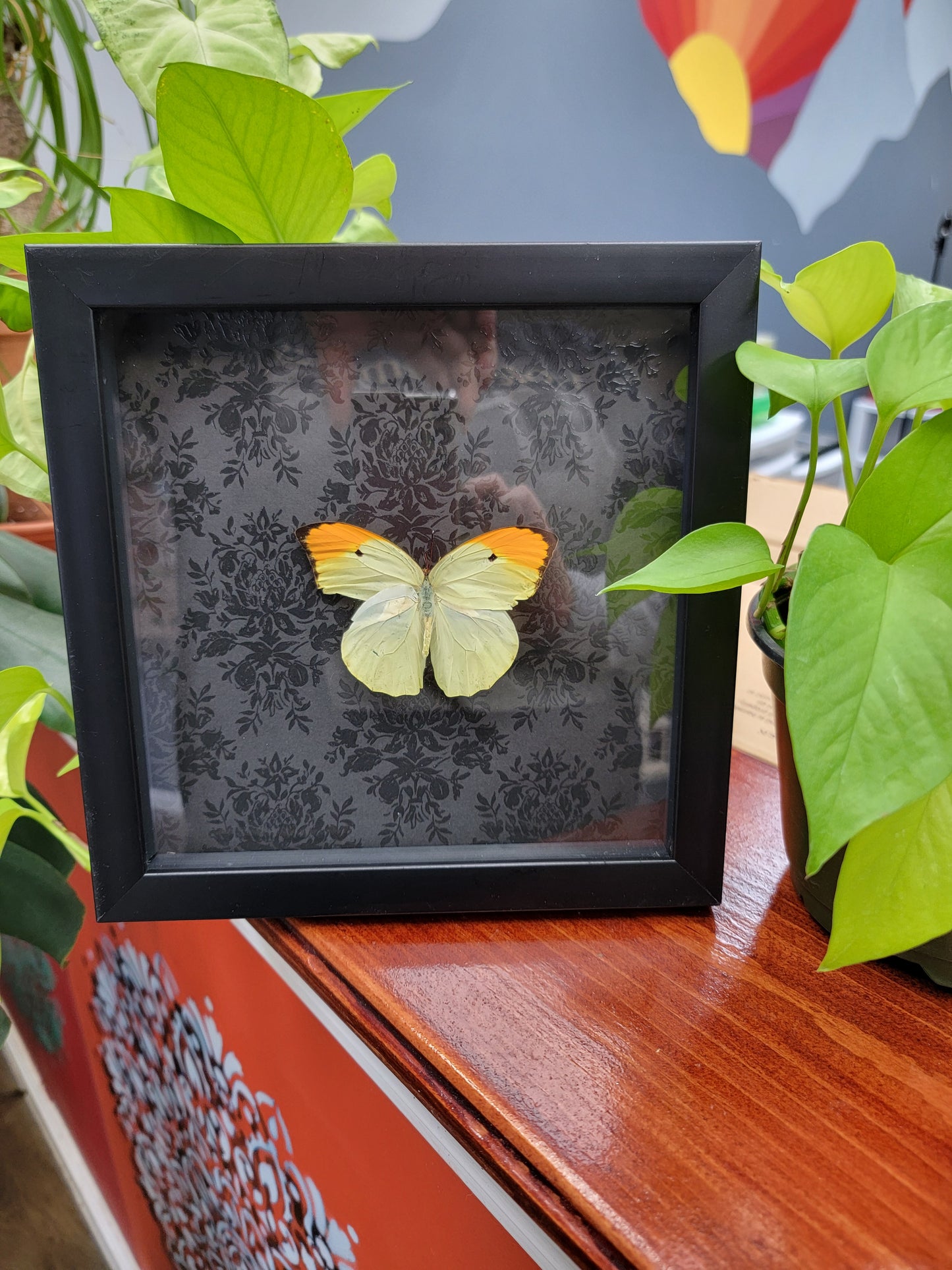 Shadowbox, Butterfly