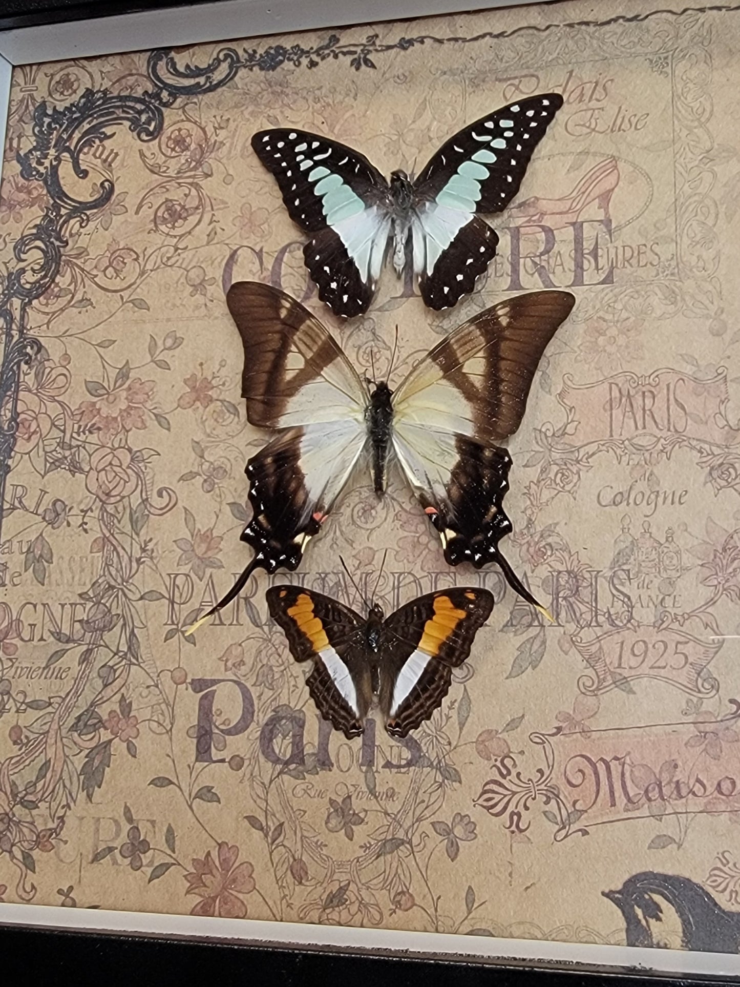 Shadowbox, 3 real butterflies