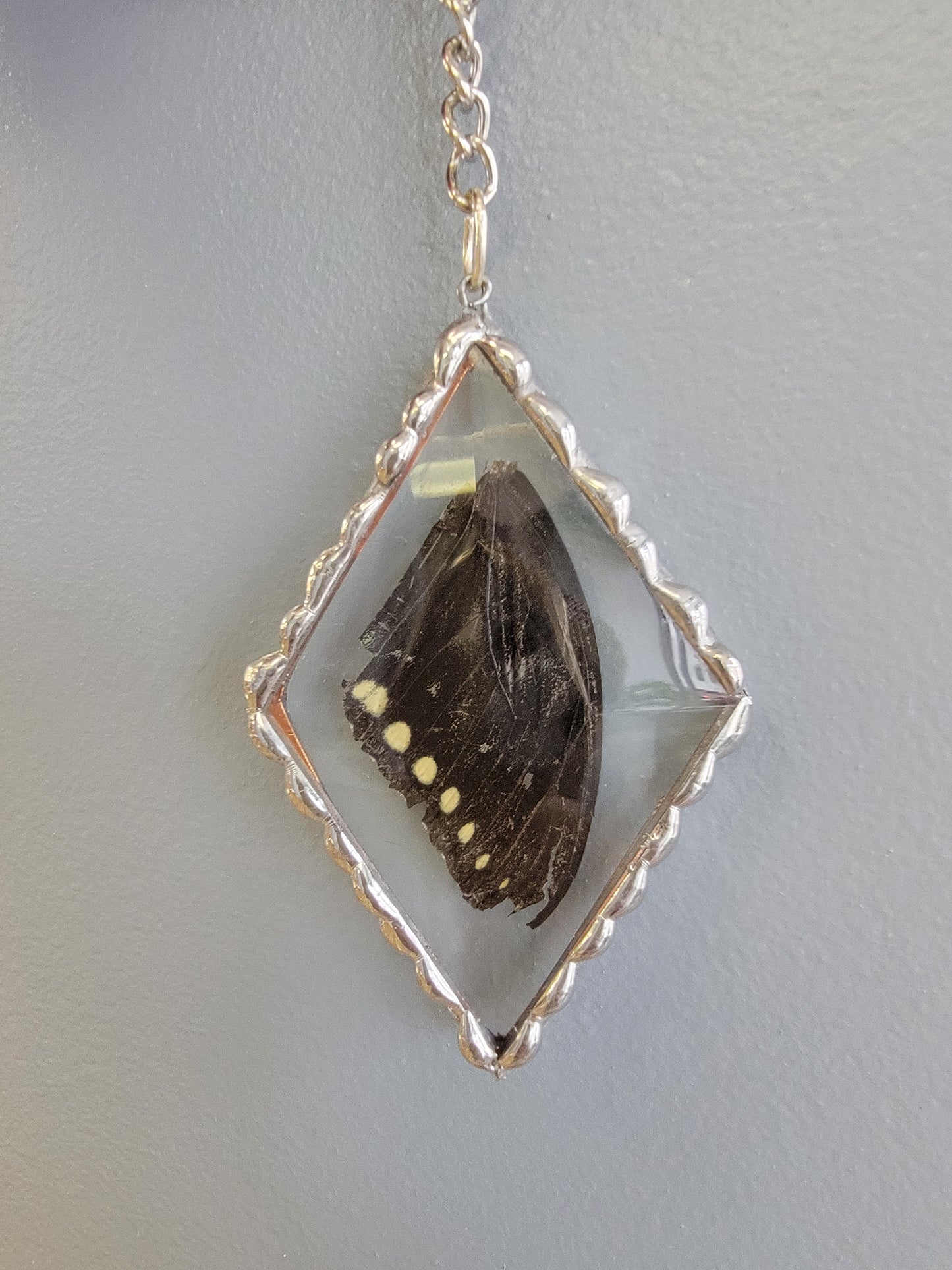 Pressed Butterfly Wing