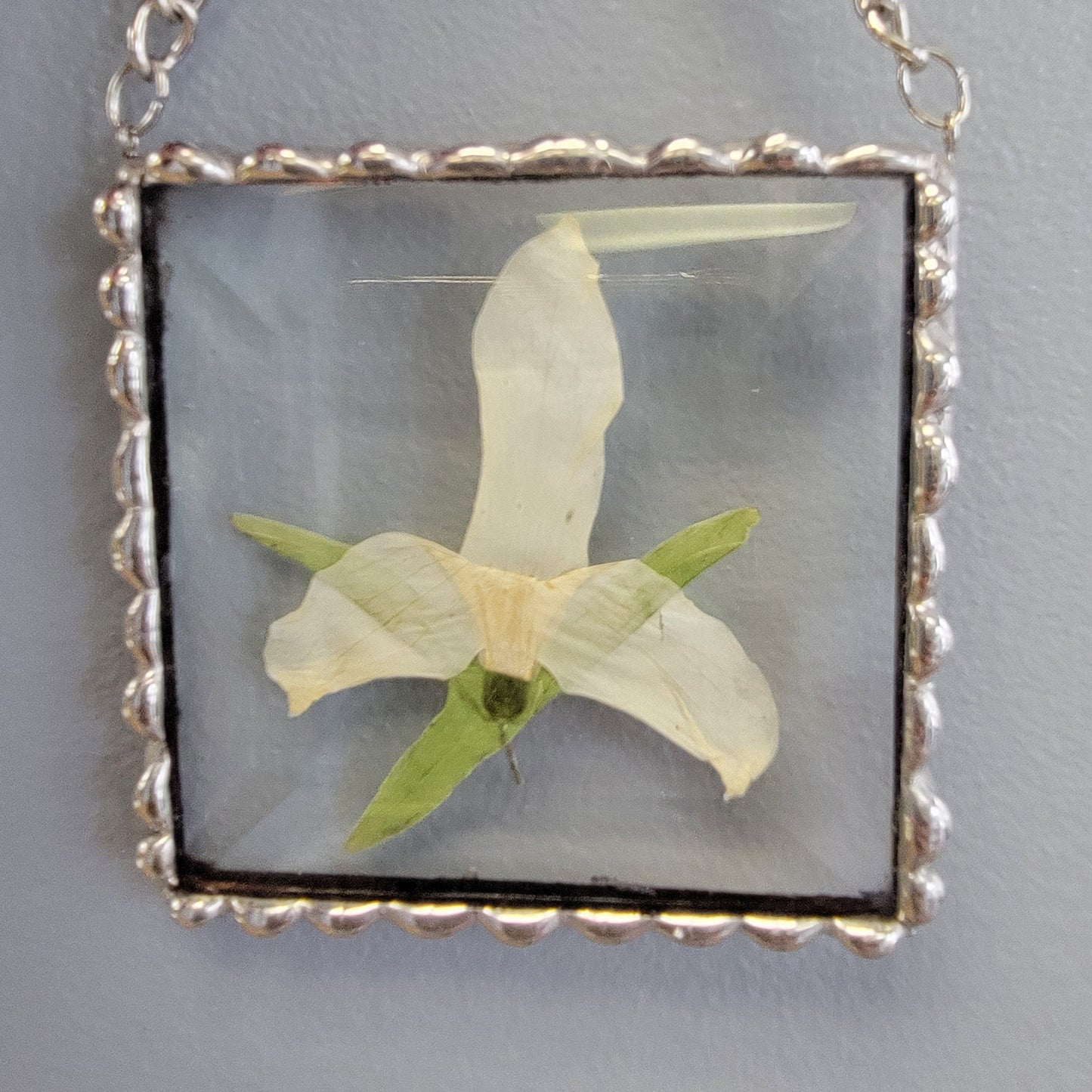 Pressed Flower in Glass