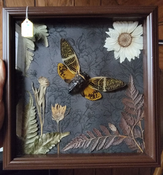Shadowbox Brown Cicada