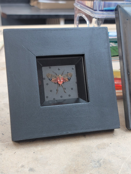 Shadowbox, Spotted Lantern Fly