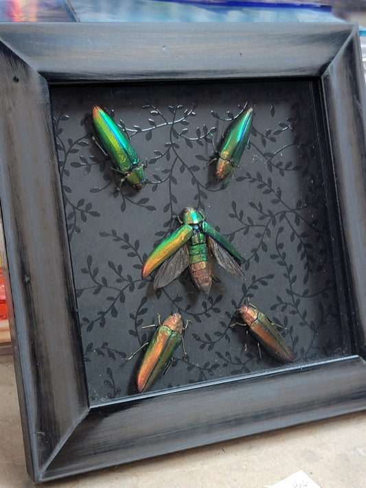 Shadow box, Jewel Beetles