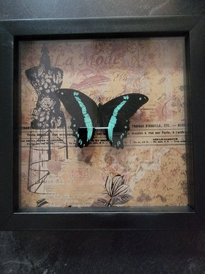 Shadowbox, Butterfly