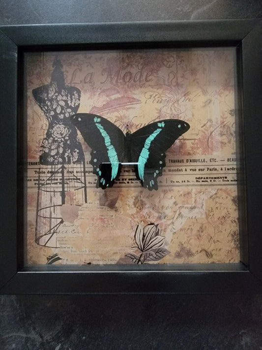 Shadowbox, Butterfly