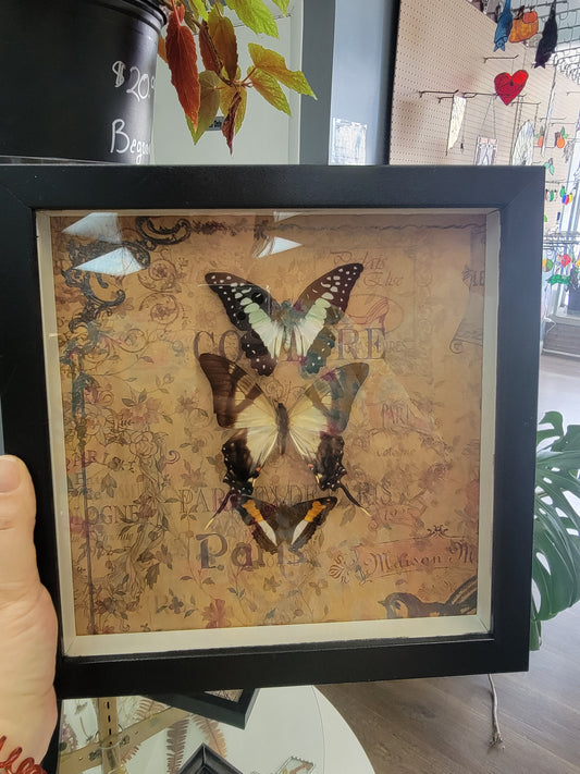 Shadowbox, 3 real butterflies