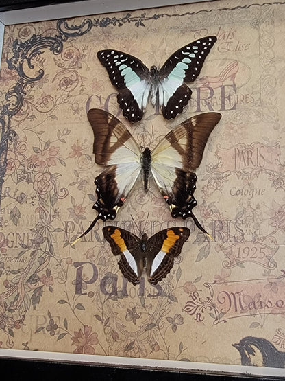Shadowbox, 3 real butterflies
