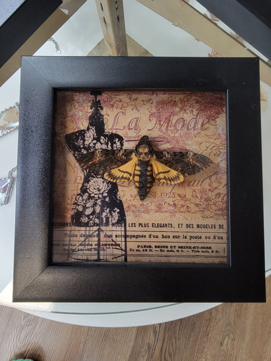 Shadowbox, Real Death's Head Moth
