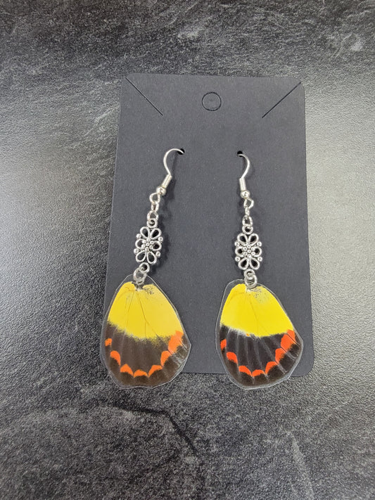 Earrings, Real Butterfly Wings