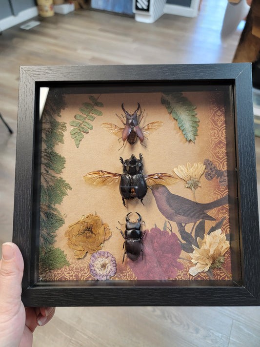 Shadowbox, Rhinoceros Beetle & more