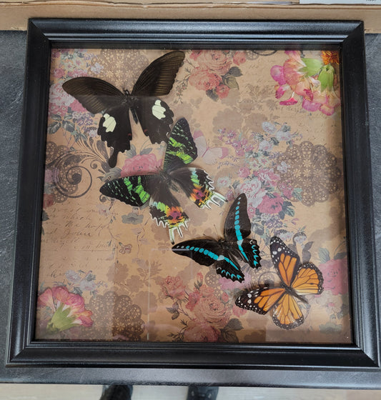 Shadowbox, Butterflies